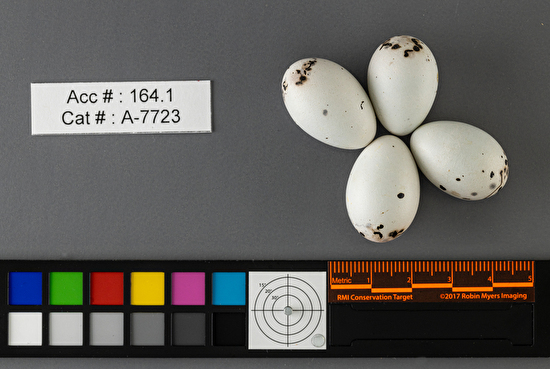 Agelaius phoeniceus  clutch