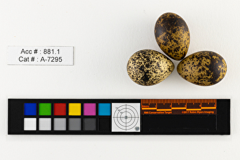 Chlidonias niger  clutch