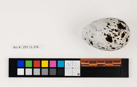 Cepphus columba single egg