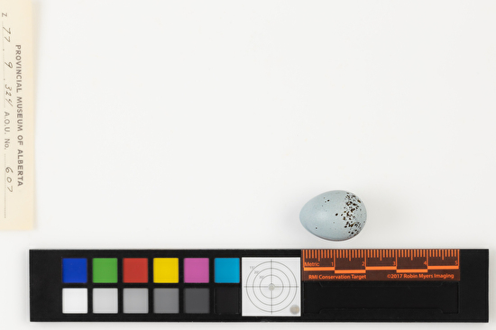 Piranga ludoviciana single egg