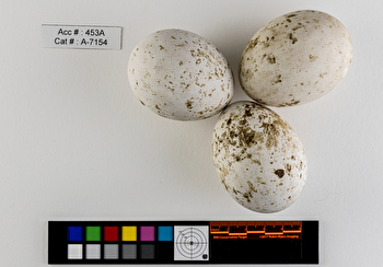 Buteo regalis  clutch