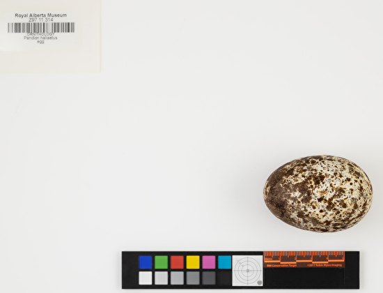 Pandion haliaetus single egg