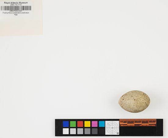 Podilymbus podiceps single egg