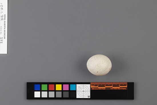 Megascops kennicottii single egg