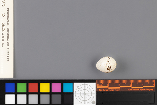 Empidonax alnorum single egg