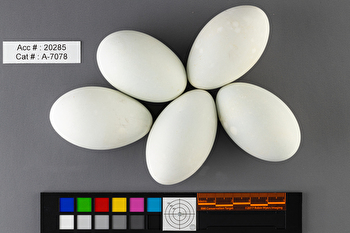 Podiceps grisegena  clutch