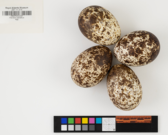 Pandion haliaetus clutch