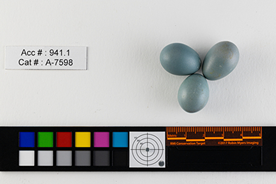 Catharus fuscescens  clutch