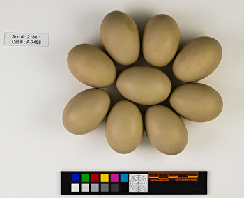 Aythya affinis  clutch