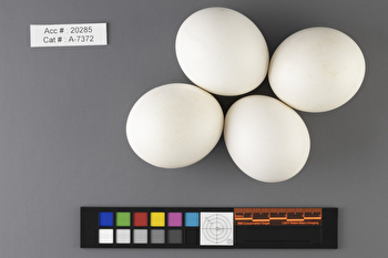 Bubo virginianus  clutch