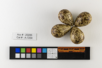 Calidris alpina  clutch