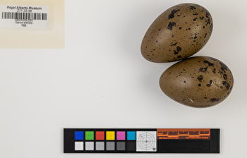 Gavia stellata clutch