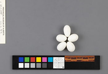 Chaetura pelagica clutch