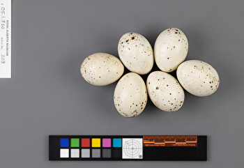 Rallus elegans clutch