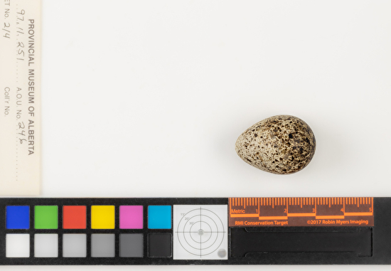 Calidris pusilla single egg