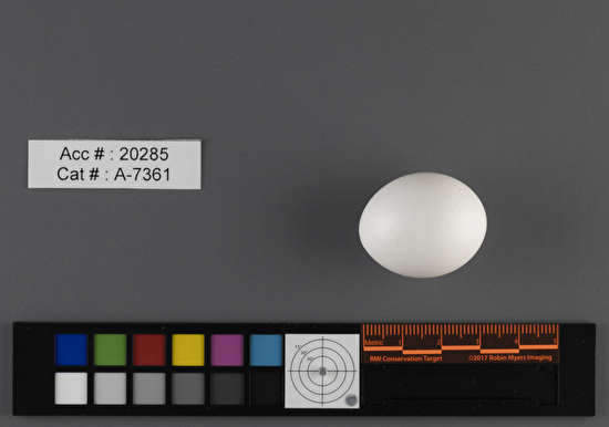 Athene cunicularia  single egg