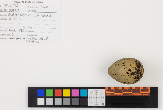 Hydrocoloeus minutus single egg