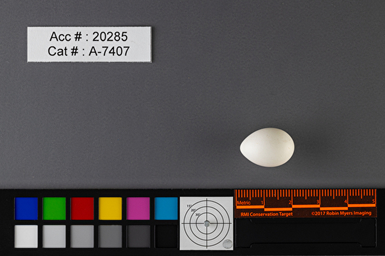 Sayornis phoebe  single egg