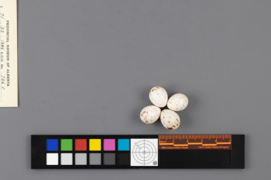 Certhia americana clutch