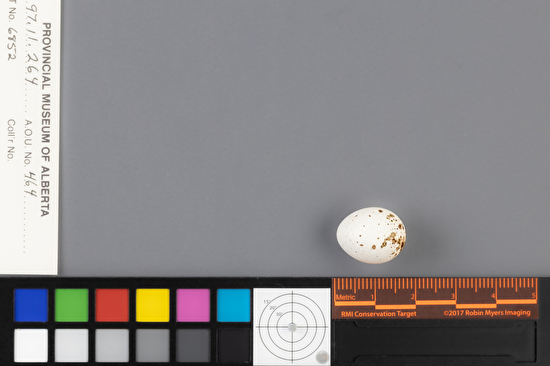 Empidonax difficilis single egg