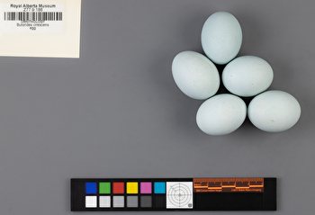 Butorides virescens clutch