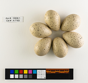 Fulica americana  clutch