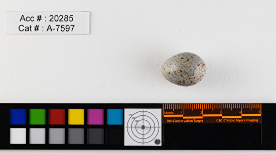 Catharus ustulatus  single egg