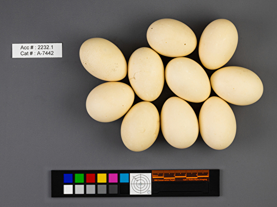 Spatula discors  clutch