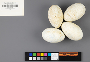 Phalacrocorax carbo clutch