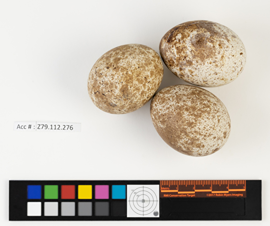 Buteo platypterus clutch