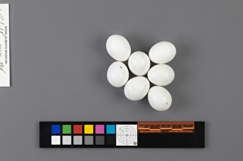 Melanerpes lewis clutch