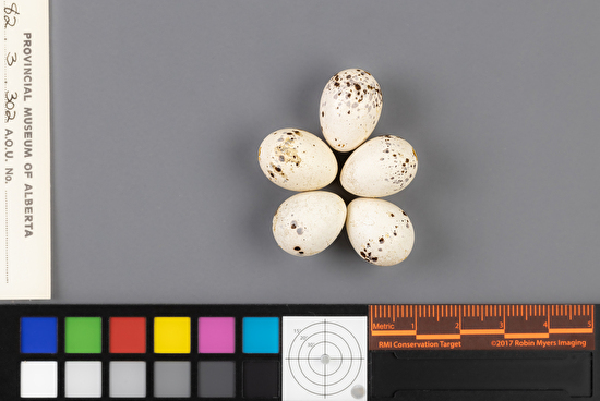 Empidonax alnorum clutch