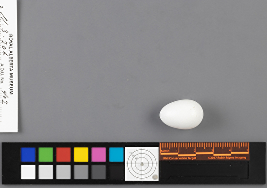 Sphyrapicus nuchalis single egg