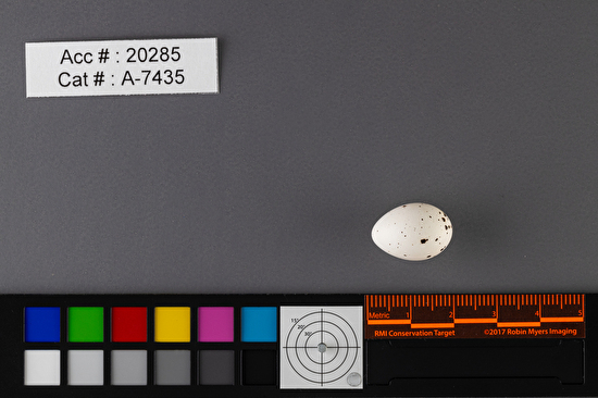 Vireo gilvus  single egg