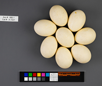 Mareca americana  clutch