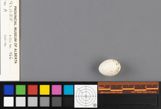 Empidonax traillii single egg