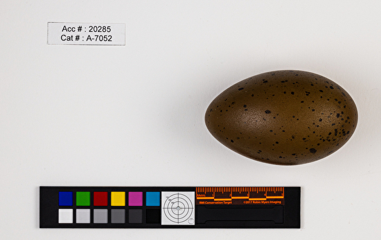 Gavia immer  single egg