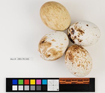 Buteo lineatus clutch