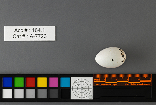 Agelaius phoeniceus  single egg