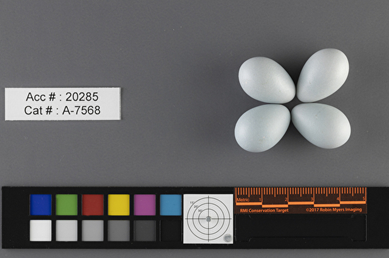 Catharus guttatus  clutch