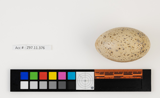 Synthliboramphus antiquus single egg