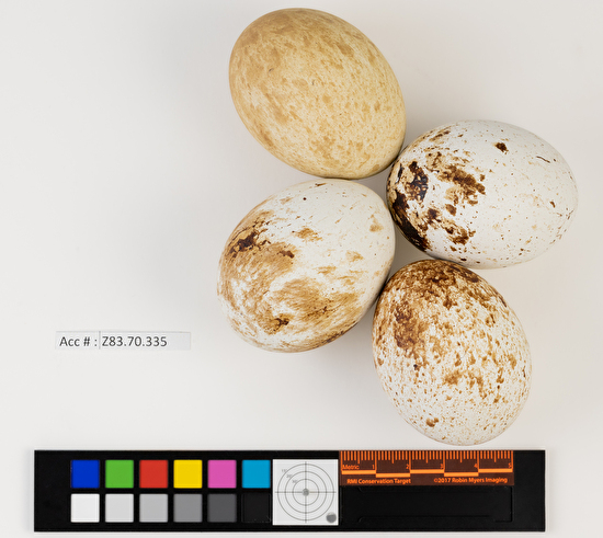 Buteo lineatus clutch