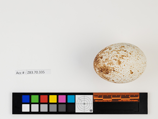 Buteo lineatus single egg