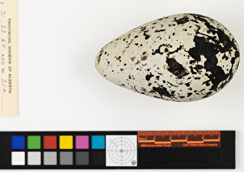 Uria lomvia single egg