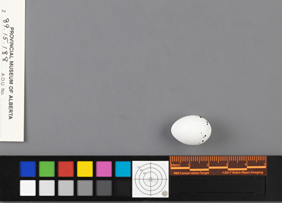 Vireo philadelphicus single egg