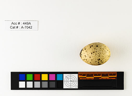 Canachites canadensis  single egg