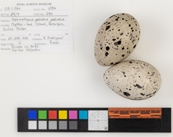 Haematopus palliatus clutch