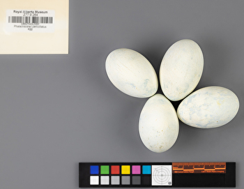 Urile penicillatus clutch