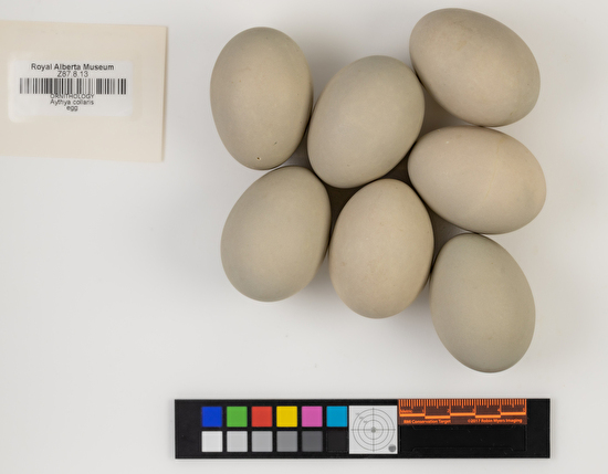 Aythya collaris clutch