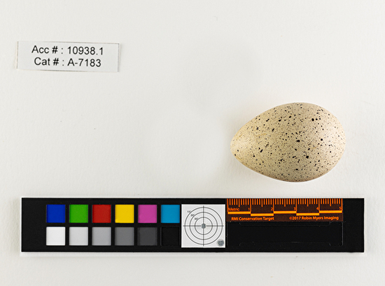 Fulica americana  single egg